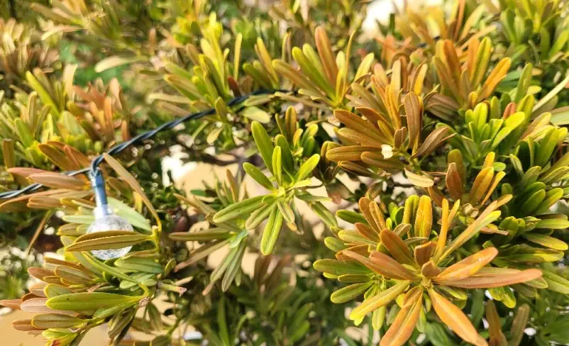 羅漢松照顧方法 羅漢松照顧方法