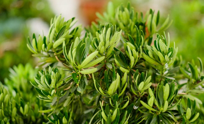 羅漢松種植方法