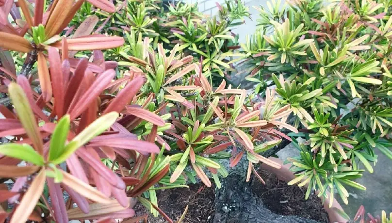 羅漢松護理 羅漢松護理