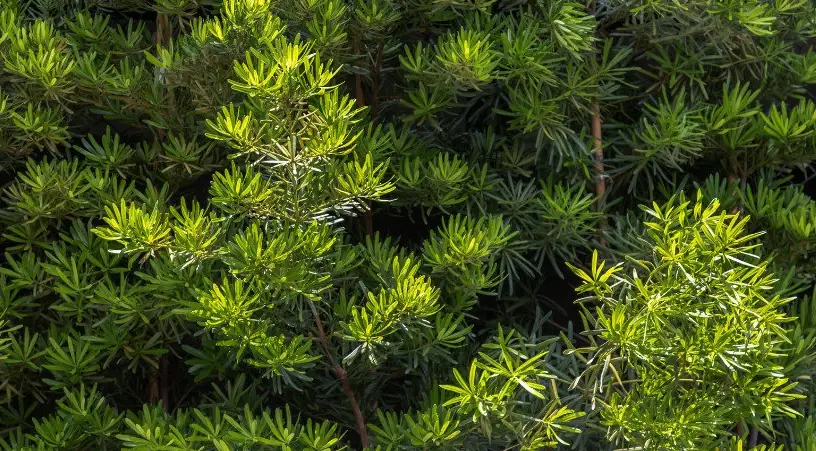 羅漢松照顧 羅漢松照顧