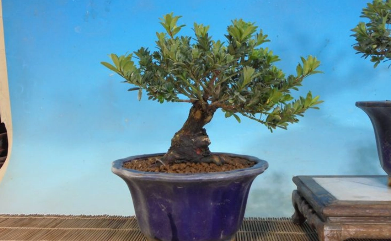 盆栽矮化技術 盆栽矮化技術