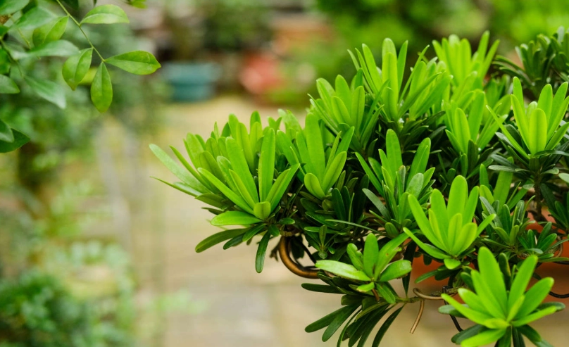 羅漢松修剪 羅漢松修剪