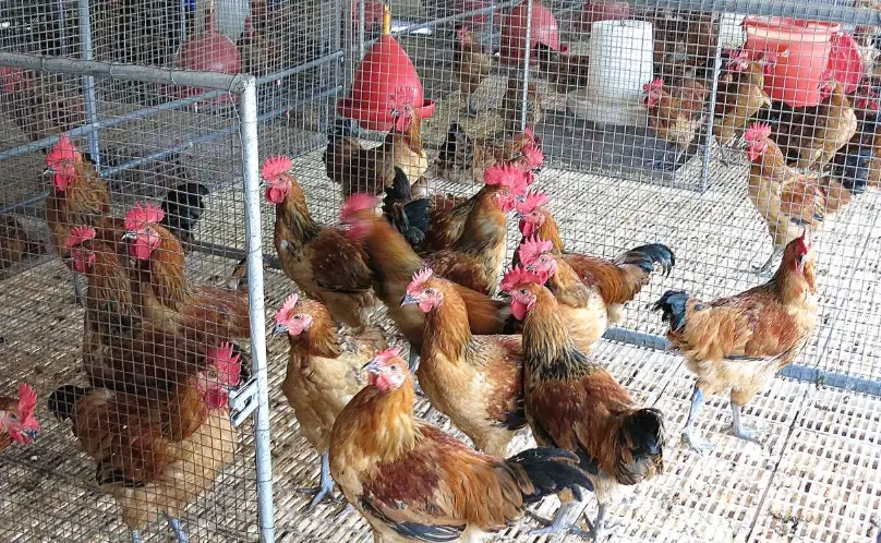 老母雞湯 老母雞湯