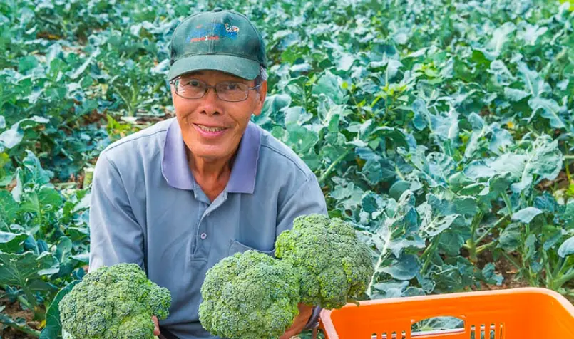 花椰菜採收時間