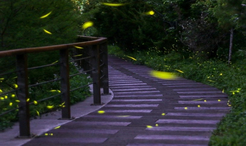 賞螢攻略 賞螢攻略