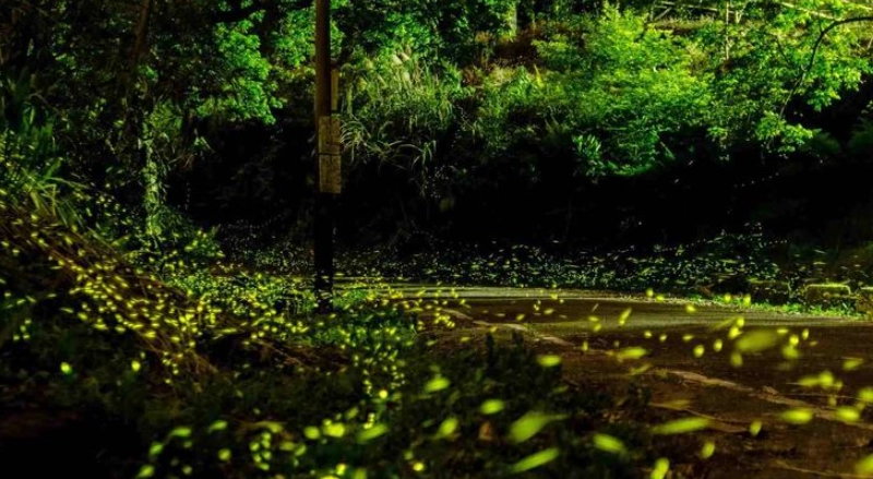 螢火蟲景點 螢火蟲景點