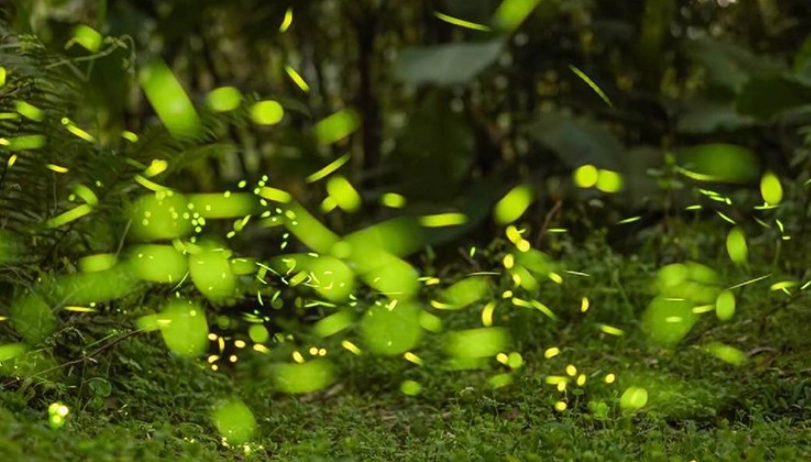 螢火蟲景點 螢火蟲景點