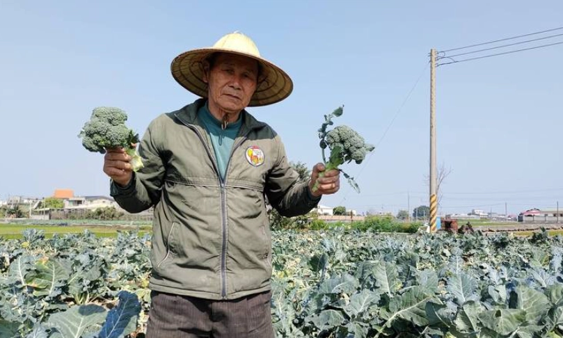 花椰菜怎麼收成