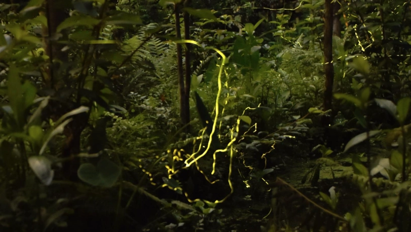 賞螢攻略 賞螢攻略