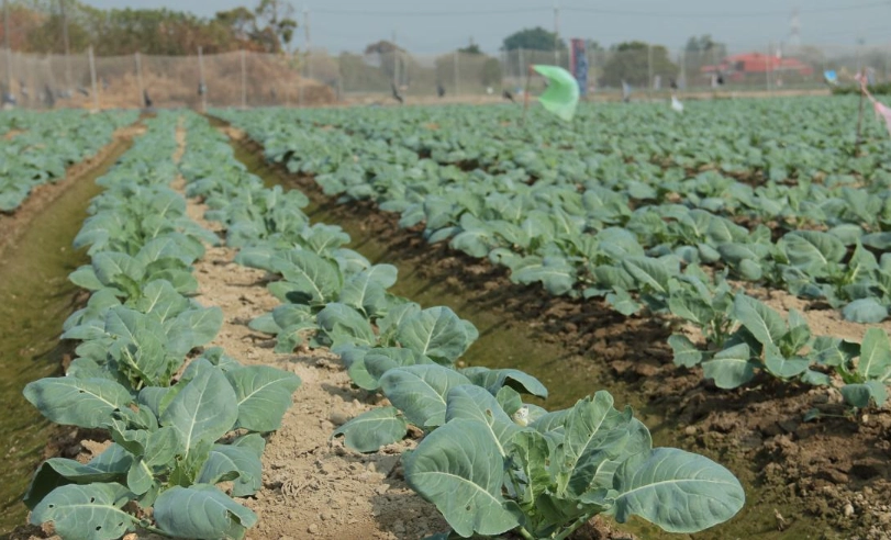 花椰菜採收指南：從田間到餐桌的完美時機與技巧