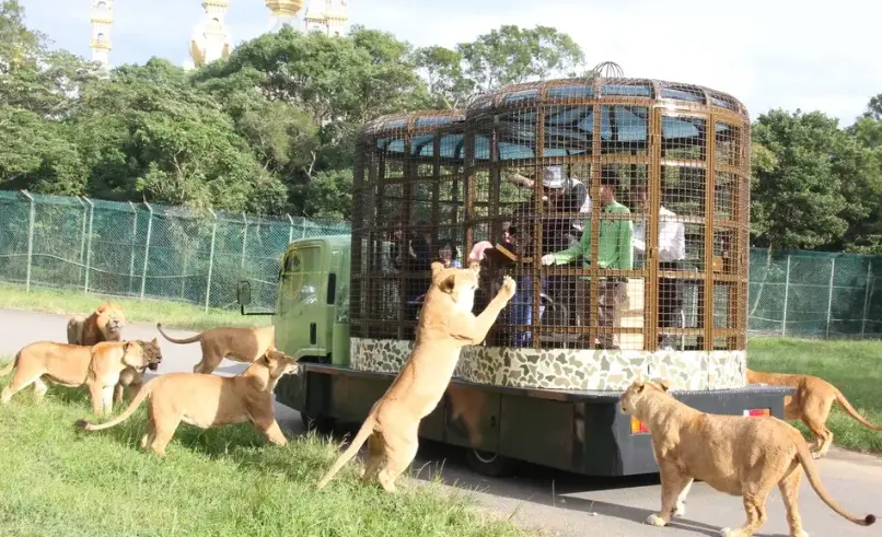 六福村動物體驗心得 六福村動物體驗心得