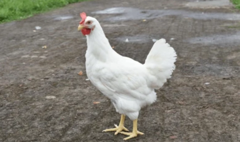 來亨雞飼養 來亨雞飼養