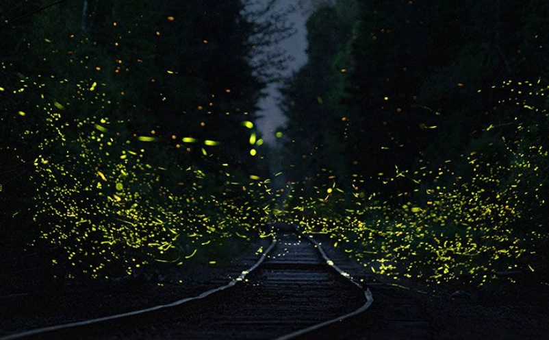 賞螢裝備清單 賞螢裝備清單