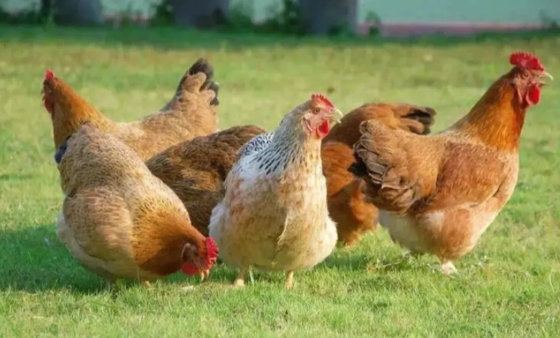 淘汰蛋雞料理 淘汰蛋雞料理