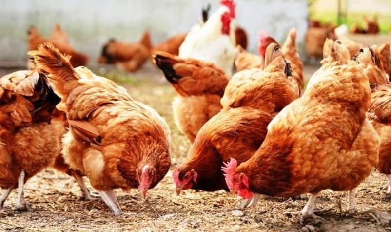 老母雞湯 老母雞湯