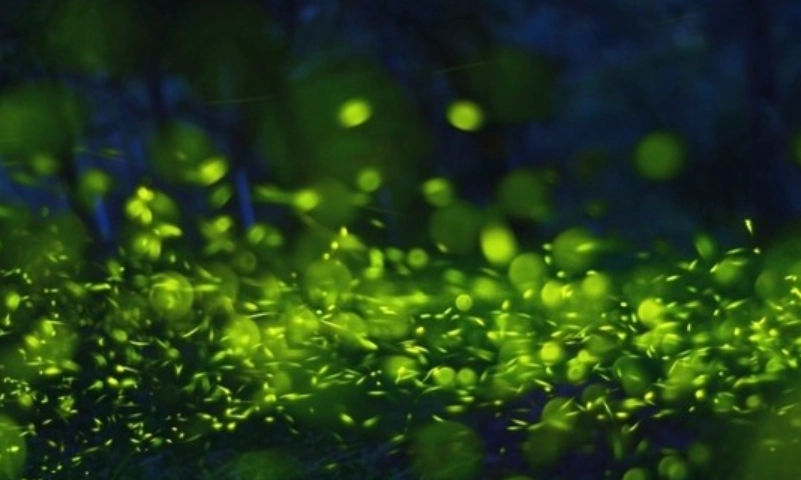 賞螢攻略 賞螢攻略