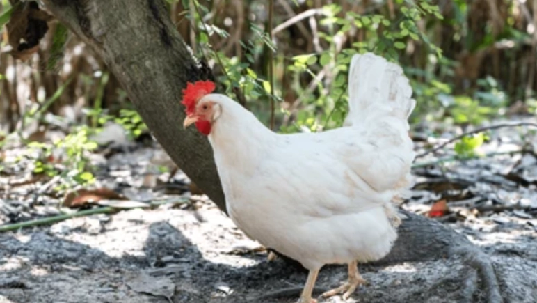 來亨雞產蛋 來亨雞產蛋