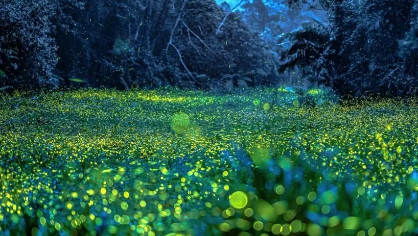 螢火蟲行程終極指南：從行程規劃到秘境探索一次掌握