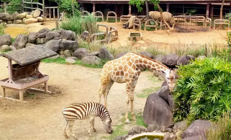 六福村動物體驗門票 六福村動物體驗門票