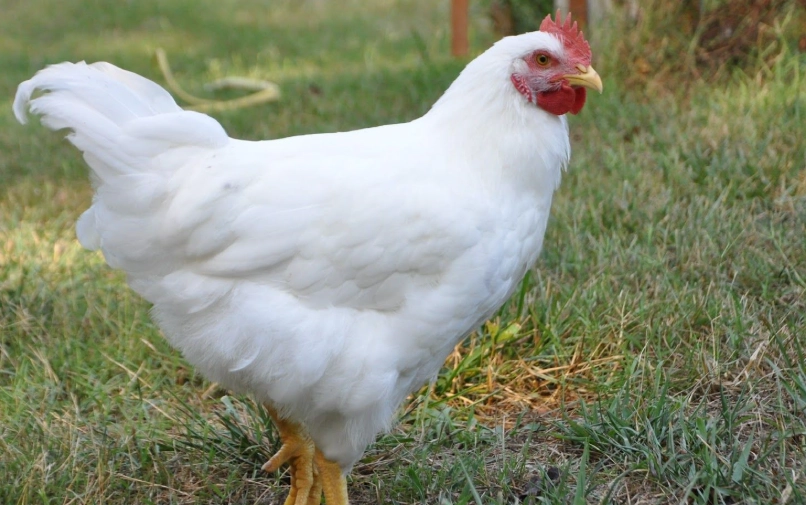 來亨雞品種