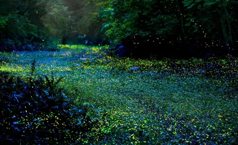 台灣賞螢注意事項 台灣賞螢注意事項