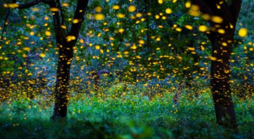 賞螢攻略 賞螢攻略