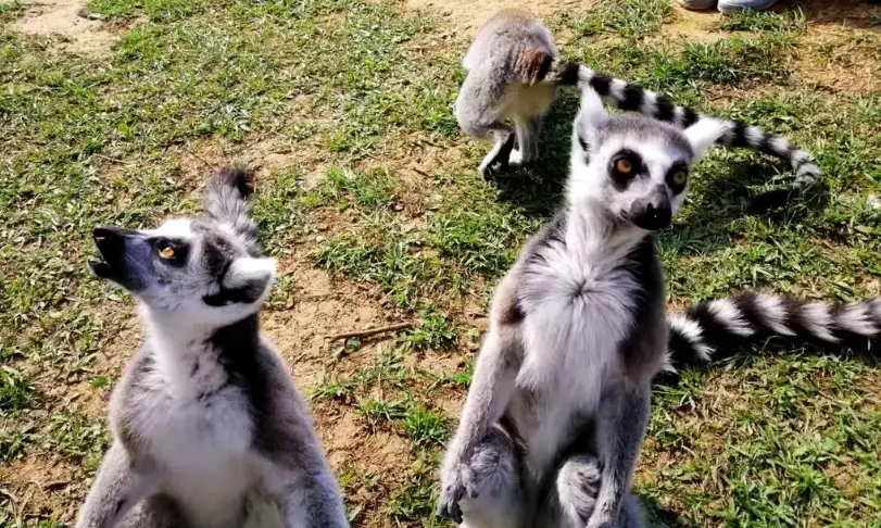 六福村動物體驗門票 六福村動物體驗門票