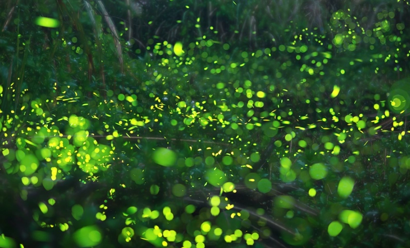 螢火蟲觀賞全攻略：行前準備、裝備清單與注意事項一次看懂