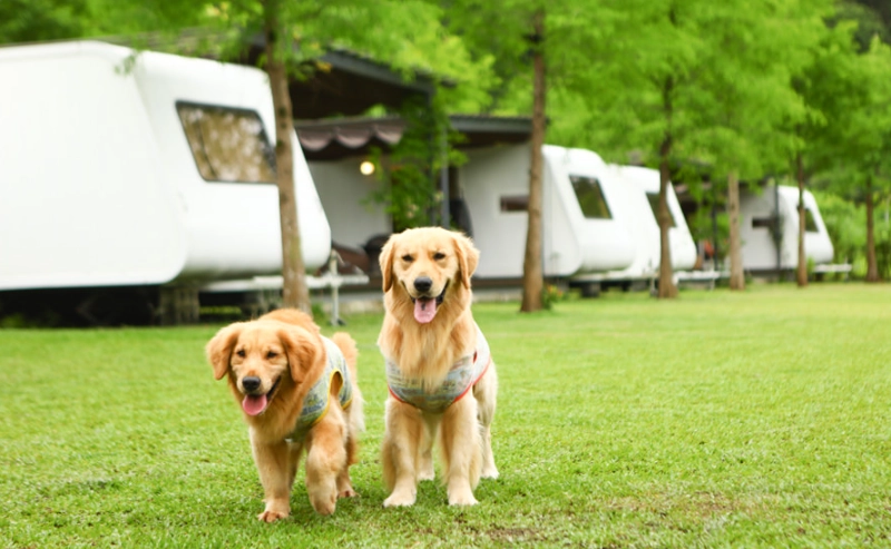帶狗露營 帶狗露營