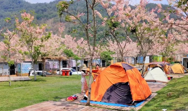 豪華露營