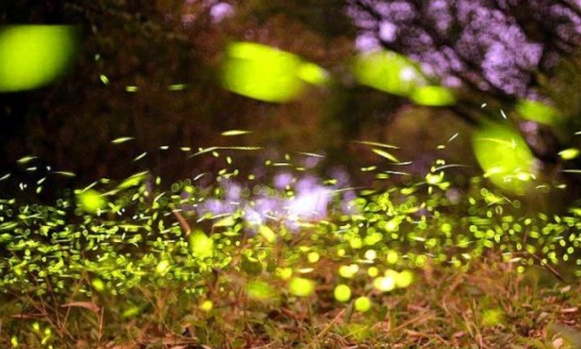 高雄賞螢景點 高雄賞螢景點