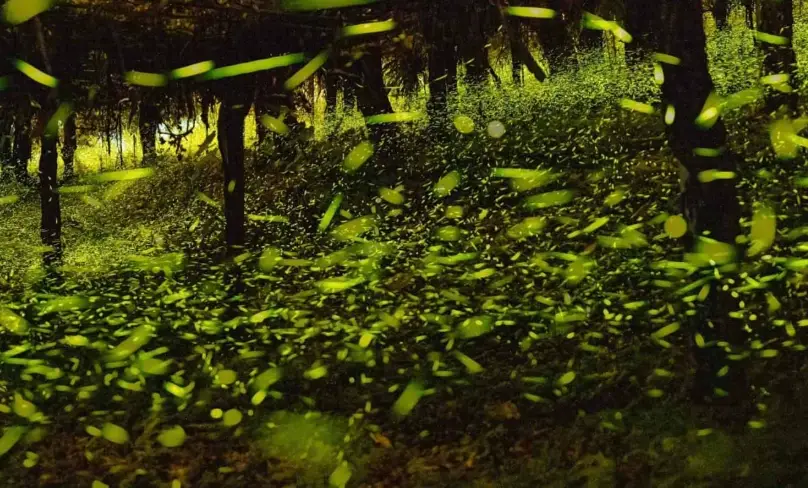 達卡努瓦賞螢步道全攻略：交通、季節、拍攝技巧一次掌握