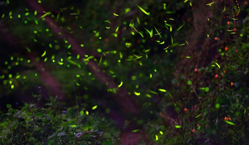 高雄賞螢景點 高雄賞螢景點