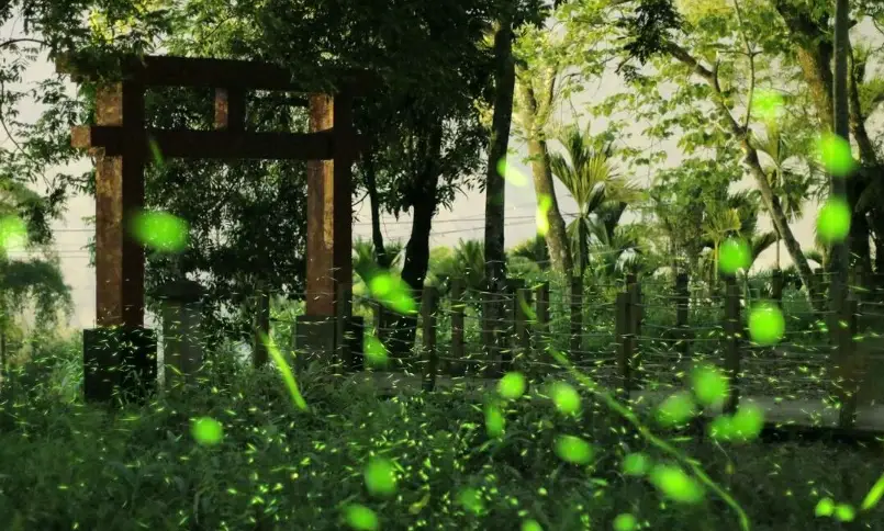 那瑪夏賞螢 那瑪夏賞螢