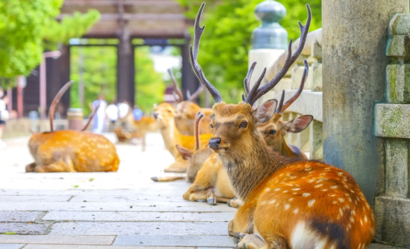奈良和歌山一日遊