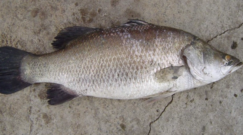 鲈魚湯食譜