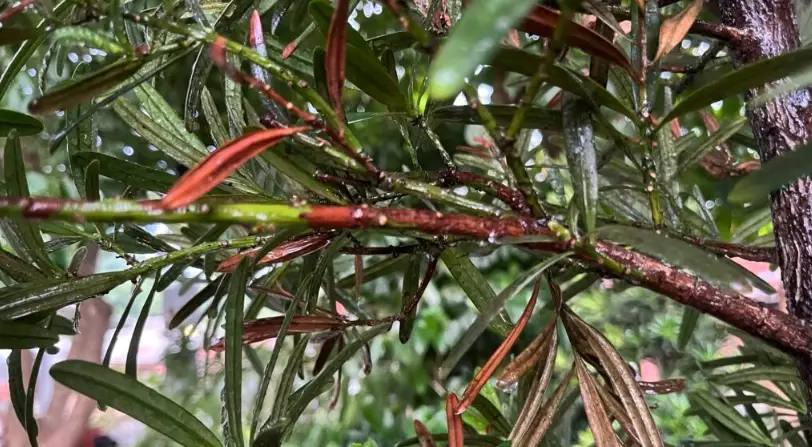 羅漢松病害防治 羅漢松病害防治