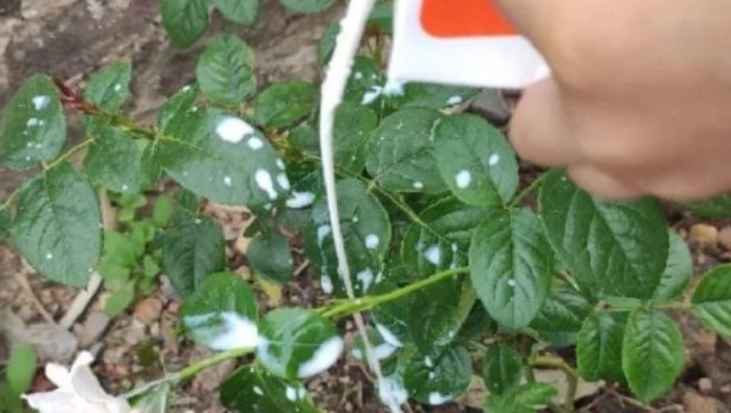 環保回收過期牛奶 環保回收過期牛奶