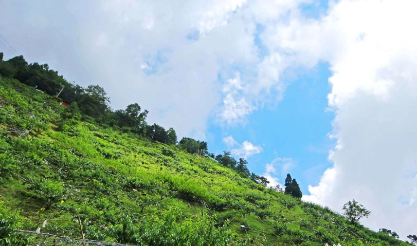 拉拉山達觀農場：深入桃園山林的農業體驗與自然秘境指南