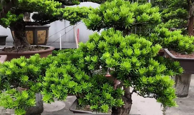 羅漢松照顧 羅漢松照顧