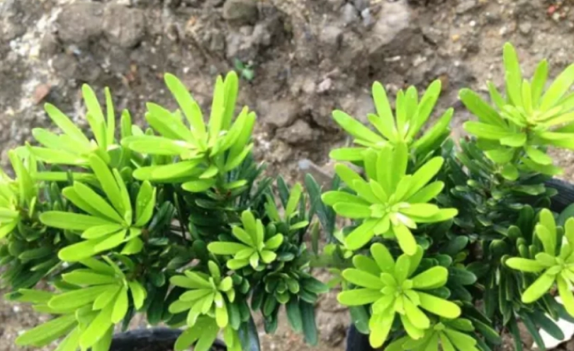 羅漢松品種價值 羅漢松品種價值