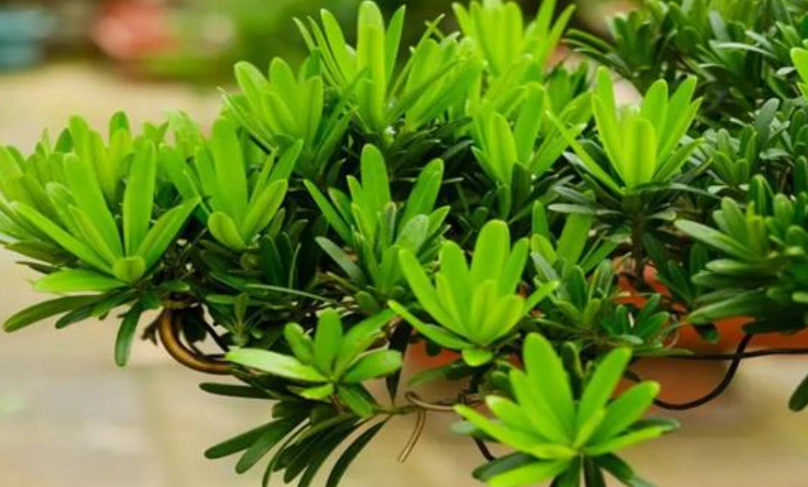 台灣羅漢松盆景 台灣羅漢松盆景