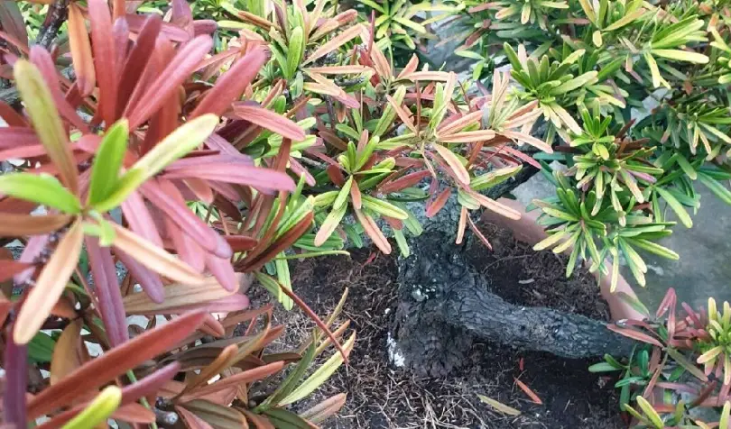 羅漢松葉枯病防治全攻略：識別、治療與預防方法