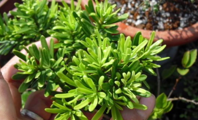 台灣羅漢松盆景 台灣羅漢松盆景