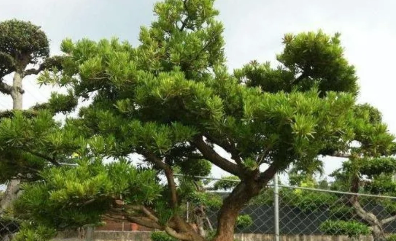 長壽羅漢松 長壽羅漢松