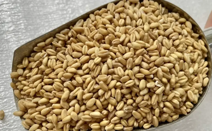 麥米營養 麥米營養