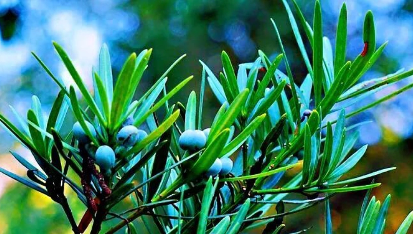 羅漢松品種價值 羅漢松品種價值