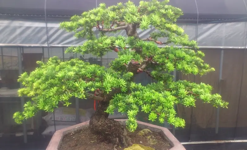 長壽羅漢松 長壽羅漢松