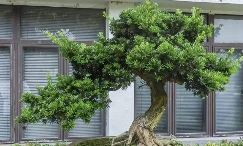 長壽羅漢松 長壽羅漢松