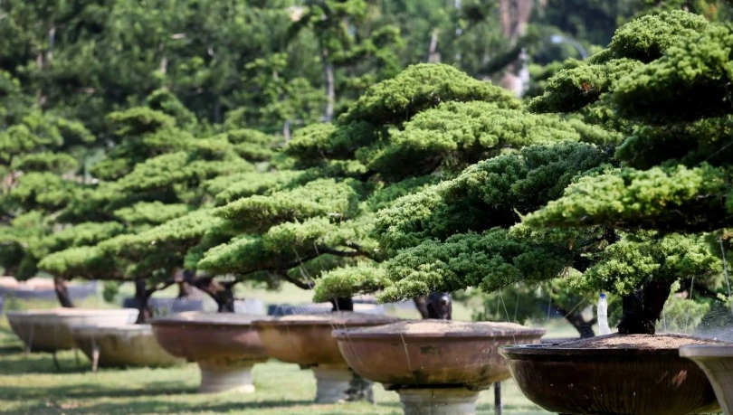 羅漢松品種價值 羅漢松品種價值